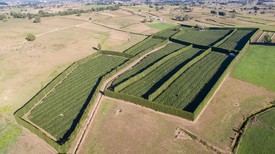 Aerial view of a kiwifruit orchard showing the block structure, rows, headlands, and shelter belts