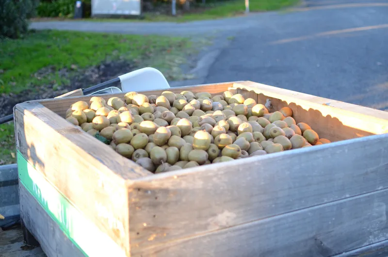 A kiwifruit bin full of freshly harvested gold kiwifruit